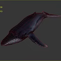 Realistic Blue Whale Aquatic Animal 3D Rendered Model Swimming In Dark Background