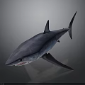 Realistic Blue Shark 3D Model With Sharp Teeth And Gray Gradient Background