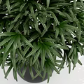Lush Green Potted Plant With Multiple Stems In Black Modern Pot For Home Decor