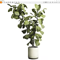 Bonsai Potted Plant with Large Green Leaves in White Ceramic Pot
