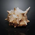 Modern Conch Bone Snail 3d model