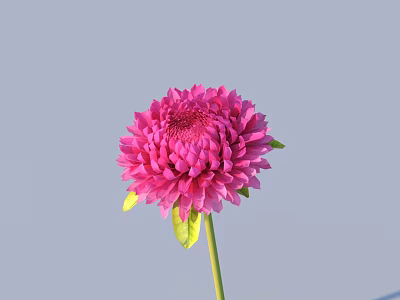 Pink Dahlia Flower with Vibrant Petals and Green Leaves on Light Blue Background 3d model