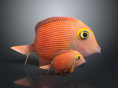 Orange Striped Fish With Large Eyes And Yellow Eye Rings Adult And Juvenile 3d model