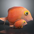 Orange Striped Fish With Large Eyes And Yellow Eye Rings Adult And Juvenile