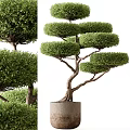 Bonsai Trees With Curved Trunk Exposed Roots in Concrete Pot and Layered Pruned Compact Canopy