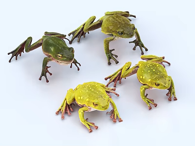 Vibrant Four Green And Yellow Aquatic Frogs With Detailed Body And Legs On White Background 3d model