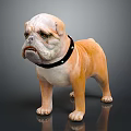 Realistic Orange and White Bulldog with Black Collar Standing on Gray Background