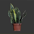 Sansevieria Snake Plant With Green And Yellow Striped Leaves In Red Pot