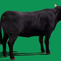 Full View Black Bull With Curved Horns Standing On Green Background