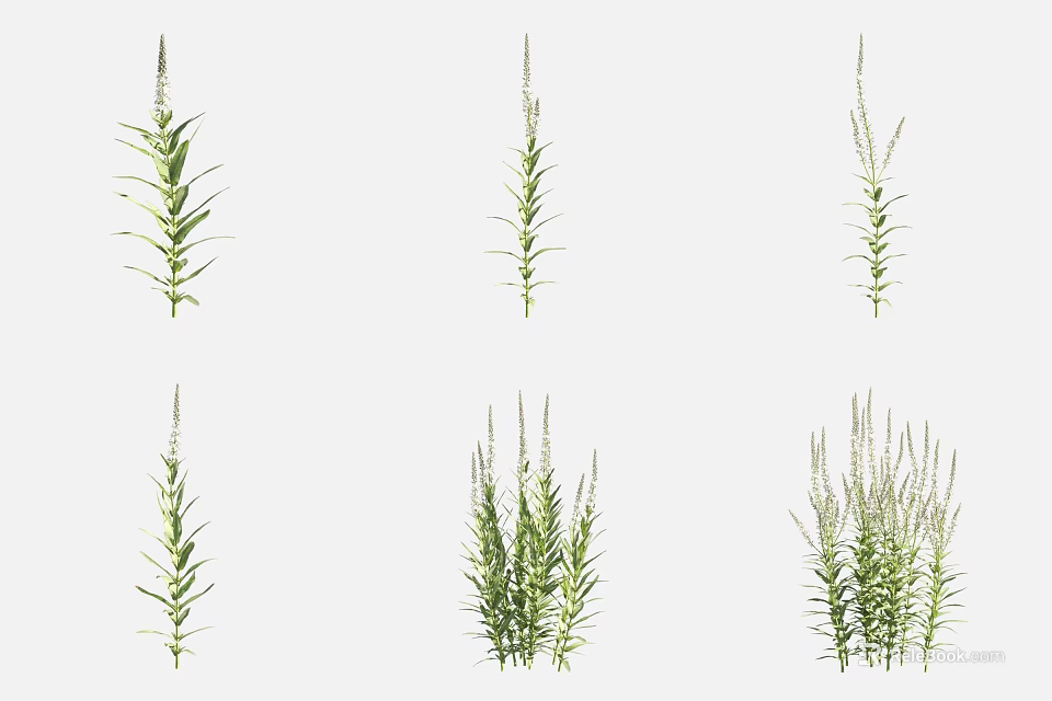 Fresh Green Herb Plants Displaying Various Growth Forms With Leafy Stems And Spiked Tops 3d model 