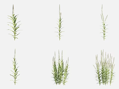 Fresh Green Herb Plants Displaying Various Growth Forms With Leafy Stems And Spiked Tops 3d model