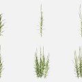 Fresh Green Herb Plants Displaying Various Growth Forms With Leafy Stems And Spiked Tops