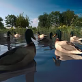 Ducks Swimming In Natural Water With Green Trees And Reflections