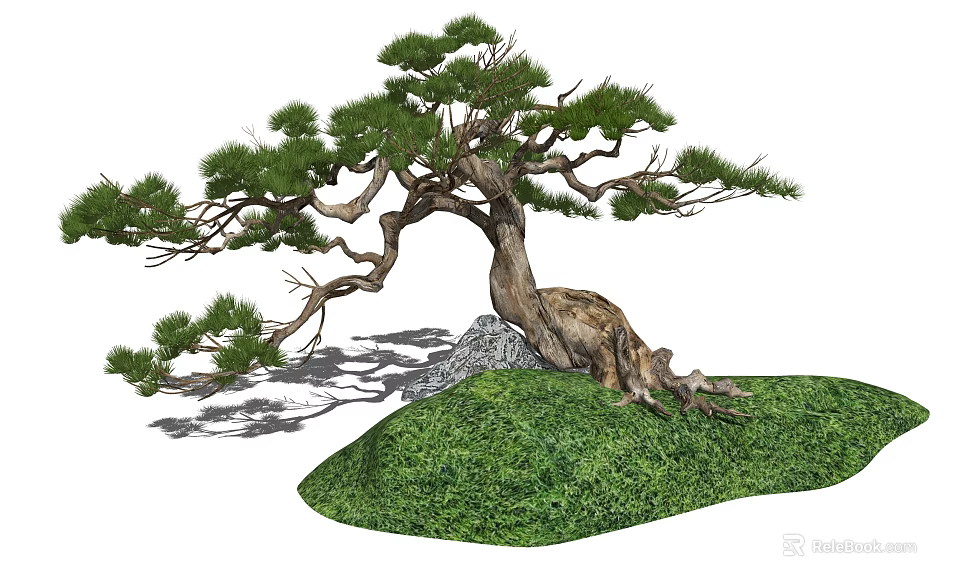 Graceful Pine Tree With Twisted Trunk Green Needles And Rock On Grass 3d model 