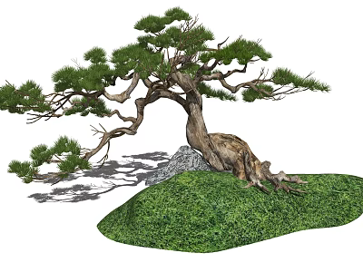 Graceful Pine Tree With Twisted Trunk Green Needles And Rock On Grass 3d model