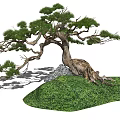 Graceful Pine Tree With Twisted Trunk Green Needles And Rock On Grass 3d model