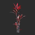 Red Leaf Shrub with Vibrant Red Foliage and Multiple Upright Stems 3d model
