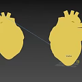 Two Detailed Human Heart Anatomical Models With Vascular Structures And Reflections