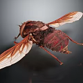 Brownish Red Insect With Transparent Wings And Detailed Body Structure On Dark Background