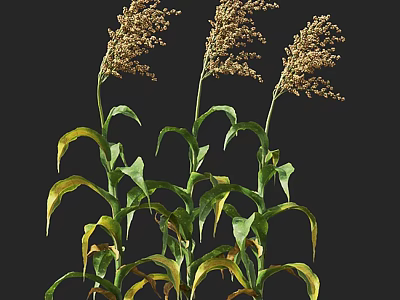 Three Fresh Herb Plants With Green Leaves Yellow Edges And Yellow Flower Spikes 3d model