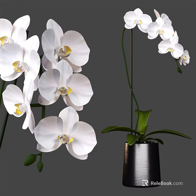 Elegant White Orchids in Black Vase with Green Leaves and Yellow Centers 3d model 