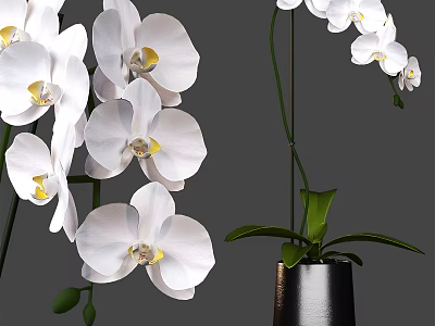 Elegant White Orchids in Black Vase with Green Leaves and Yellow Centers 3d model