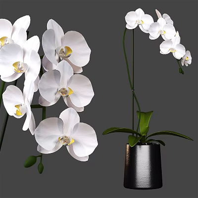 Elegant White Orchids in Black Vase with Green Leaves and Yellow Centers 3d model