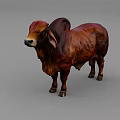 Brown Brahman Cow With Large Ears Hump Standing On Gray Background