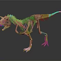 Dinosaur Skeleton Display of Prehistoric Creature with Anatomical Structure Details