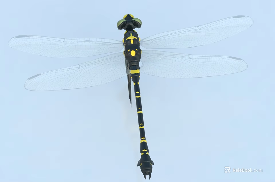 Black and Yellow Dragonfly With Transparent Wings On Light Blue Background Close Up View 3d model 