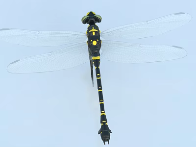 Black and Yellow Dragonfly With Transparent Wings On Light Blue Background Close Up View 3d model