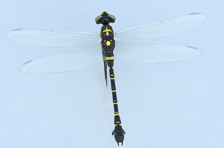 modern dragonfly 3d model