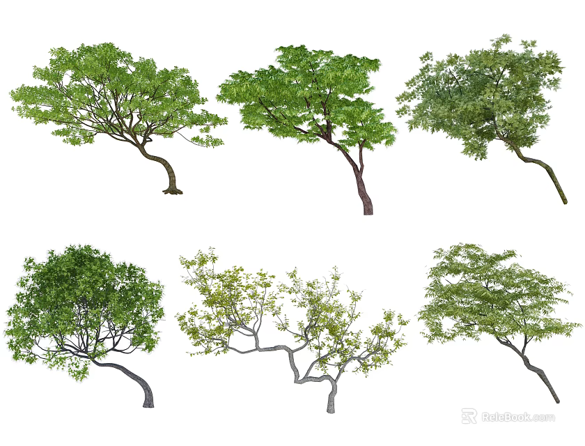 Arbor Trees With Diverse Shapes And Forms Isolated On White Background 3d model 