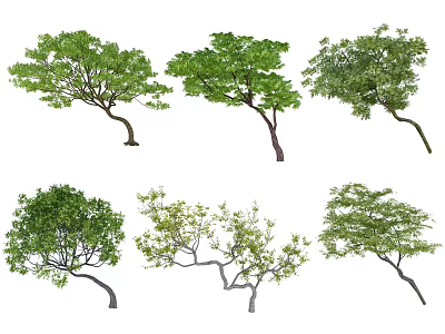 Arbor Trees With Diverse Shapes And Forms Isolated On White Background 3d model