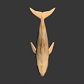 Golden Low Poly Whale Sculpture on Dark Background with Shiny Reflection