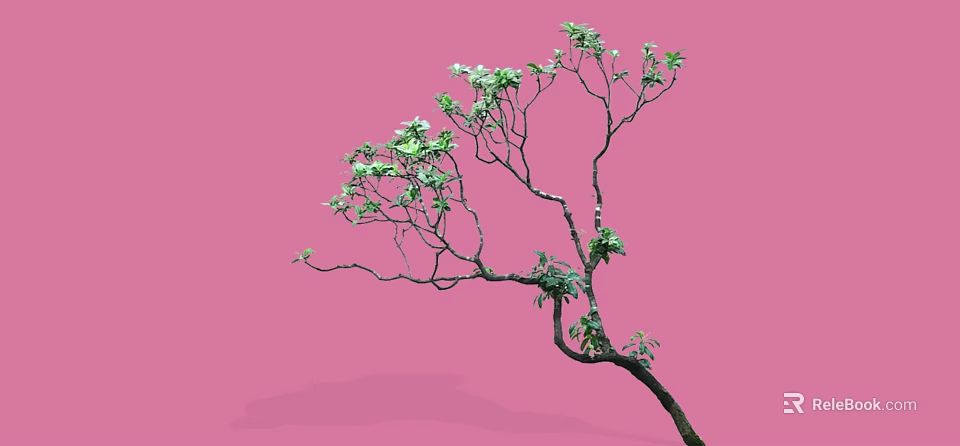 Graceful Arbor With Curved Branches Green Leaves On Pink Background Shadow 3d model 