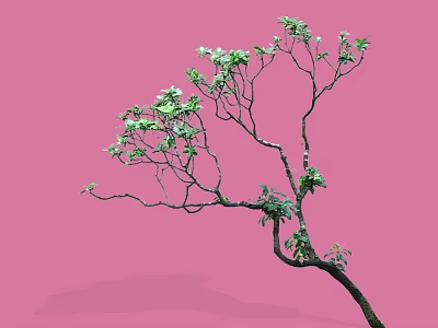 Graceful Arbor With Curved Branches Green Leaves On Pink Background Shadow 3d model