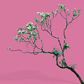 Graceful Arbor With Curved Branches Green Leaves On Pink Background Shadow