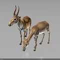 Two Light Brown Antelopes Standing on Dark Reflective Surface with Natural Posture 3d model