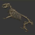 Anatomical Animal Skeleton With Detailed Bone Structure Display On Gray Background 3d model