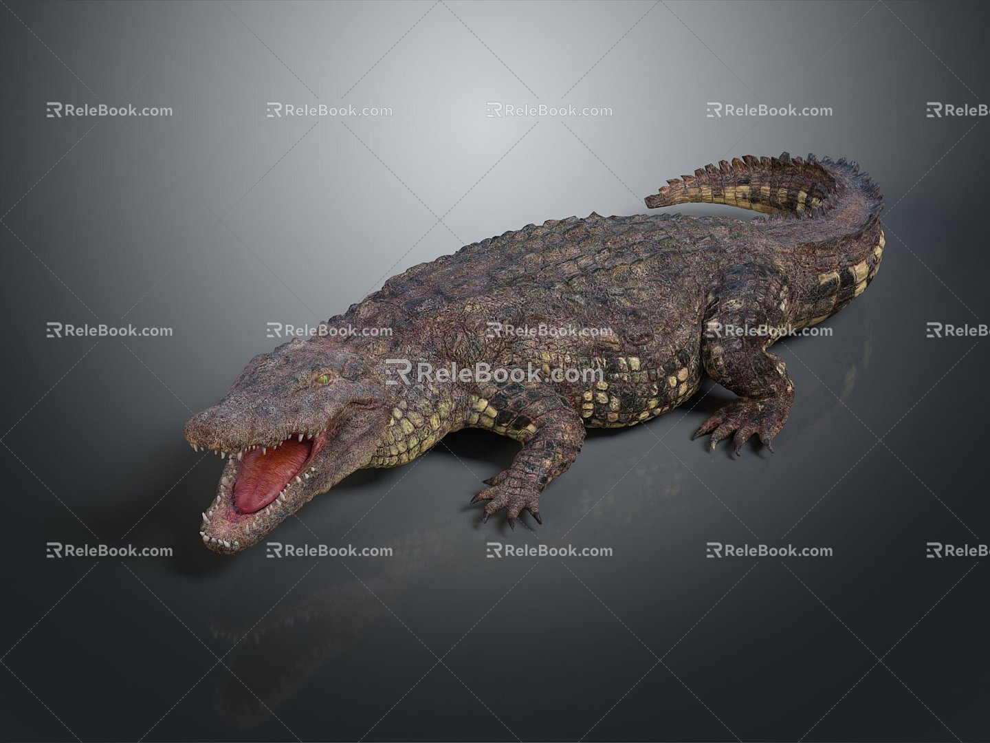 Crocodile Alligator Nile Crocodile carnivore reptile cold-blooded animal reptile reptile 3d model