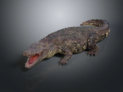 Reptile Crocodile With Open Mouth And Scaly Body On Grey Reflective Background 3d model