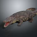 Crocodile Alligator Nile Crocodile carnivore reptile cold-blooded animal reptile 3d model