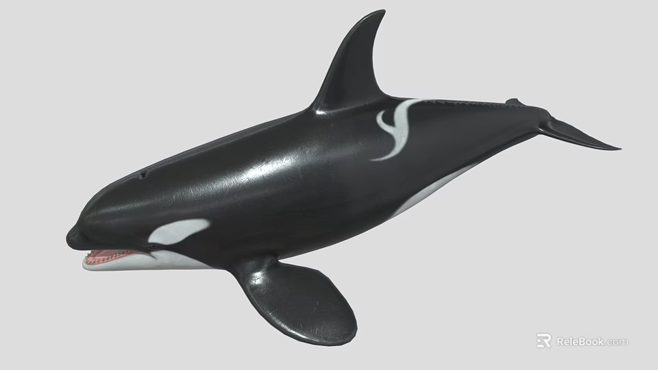 Realistic Black And White Orca Marine Animal Toy Model Figure 3d model 