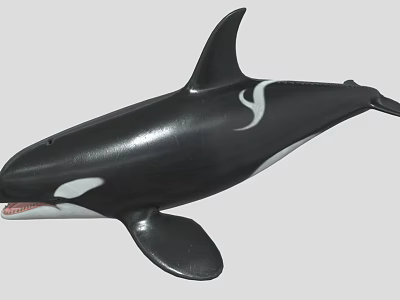 Realistic Black And White Orca Marine Animal Toy Model Figure 3d model