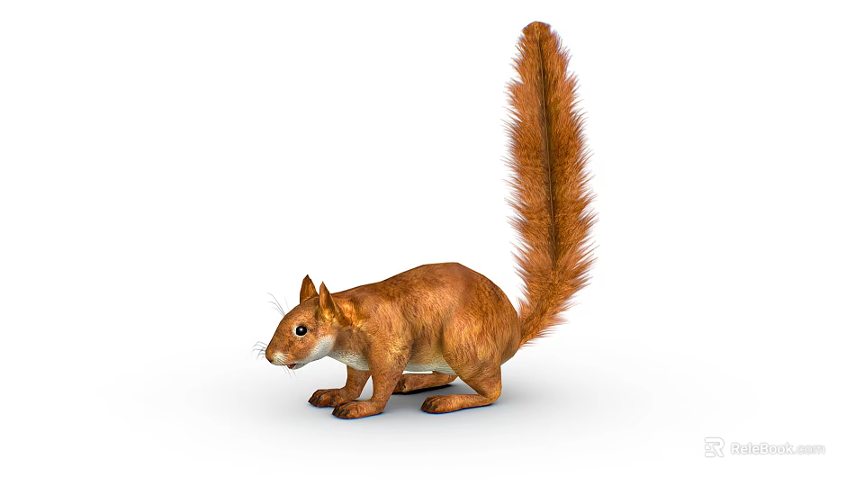 Reddish Brown Squirrel With Fluffy Long Tail On White Isolated Background 3d model 