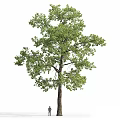 Tall Arbor Featuring Lush Green Leaves Strong Trunk and Textured Bark
