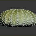 Fresh Edible Sea Urchin With Greenish Yellow Spiny Exterior Surface