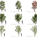 Various Arbor Trees With Human Figures Showcasing Different Growth Forms And Sizes 3d model