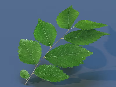 Fresh Green Leaves On A Branch With Natural Texture And Detailed Structure 3d model